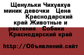 Щенульки Чихуахуа миник девочки › Цена ­ 10 000 - Краснодарский край Животные и растения » Собаки   . Краснодарский край